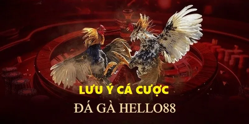 Lưu ý quan trọng khi cá cược đá gà tại Hello88